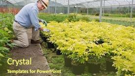  Presentation with greenhouse - Presentation theme having soil fauna - gardener spading plants in greenhouse background and a tawny brown colored foreground