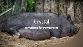  Presentation with farmyard - Theme enhanced with soil fauna - large pot bellied pig sleeping background and a  colored foreground