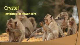  Presentation with thailand food - Slide deck with soil fauna - macaque family eating food background and a  colored foreground