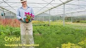  Presentation with gold man smile - Colorful slides enhanced with soil fauna - smiling man holding a flower backdrop and a  colored foreground