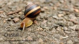  Presentation with snail - Slide set enhanced with soil fauna - snail creeping on ground background and a coral colored foreground