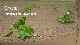  Presentation with plants growing - Presentation having soil fertilizer lettuces - agricultural field with growing green background and a  colored foreground