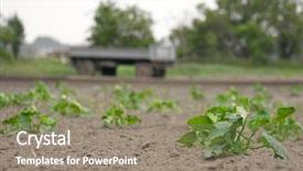  Presentation with plants growing - PPT theme featuring soil fertilizer lettuces - agricultural field with growing plants background and a  colored foreground