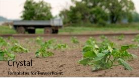  Presentation with agricultural - Presentation theme enhanced with soil fertilizer lettuces - agricultural field with growing vegetables background and a  colored foreground