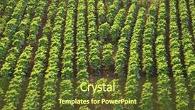  Presentation with soil fertilizer - Audience pleasing presentation design consisting of soil fertilizer lettuces - agricultural field with rows backdrop and a  colored foreground