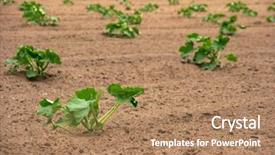  Presentation with seed germination agriculture growing plants - PPT layouts having defense not strong enough the poor quarterback suffers background and a ocean colored foreground