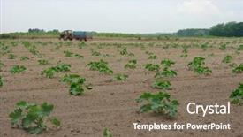  Presentation with seed germination agriculture growing plants - PPT theme enhanced with soil fertilizer lettuces - agricultural field with rows background and a  colored foreground