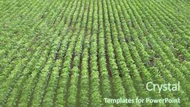  Presentation with modern agriculture icons and field - PPT theme having couple of business coworkers collaborating on a project in a bright glass office background and a  colored foreground.