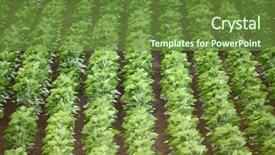  Presentation with seed germination agriculture growing plants - PPT theme having soil fertilizer lettuces - agricultural filed with green plants background and a  colored foreground