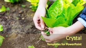  Presentation with agriculture fertilizer - Beautiful presentation theme featuring soil fertilizer lettuces - agriculture of lettuce backdrop and a  colored foreground