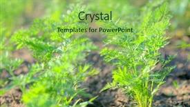  Presentation with turmeric plants - Cool new PPT theme with soil fertilizer lettuces - carrot plants backdrop and a yellow colored foreground