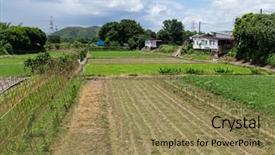  Presentation with colorful green corn field - Amazing presentation design having soil fertilizer lettuces - green field backdrop and a  colored foreground