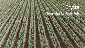  Presentation with green industries plant - Colorful PPT theme enhanced with soil fertilizer lettuces - green plant on the field backdrop and a  colored foreground