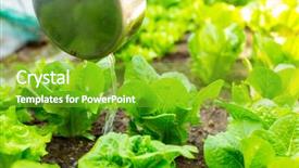  Presentation with cannabis marijuana field - PPT theme enhanced with soil fertilizer lettuces - lettuce field background and a shamrock green colored foreground