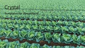  Presentation with organic - PPT layouts featuring soil fertilizer lettuces - organic vegetable field background and a seafoam green colored foreground