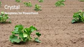  Presentation with soil fertilizer - Cool new PPT theme with soil fertilizer lettuces - rows of plants backdrop and a  colored foreground