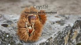  Presentation with soil - Slide set featuring soil-filled-with-edible-chestnuts background and a coral colored foreground