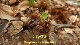  Presentation with soil - Presentation theme having soil-filled-with-edible-chestnuts background and a tawny brown colored foreground