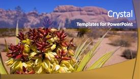  Presentation with joshua tree national park - Amazing slide deck having soil formation - yucca brevifolia flowers in joshua backdrop and a cobalt blue colored foreground