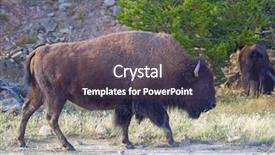  Presentation with bison - Beautiful PPT layouts featuring soil grassland - bison in the yellowstone national backdrop and a dark gray colored foreground