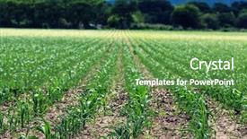  Presentation with filter - Colorful PPT theme enhanced with soil grassland - field vintage filter backdrop and a  colored foreground