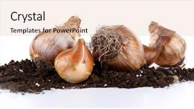  Presentation with soil - Cool new presentation with soil isolated on white backdrop and a lemonade colored foreground