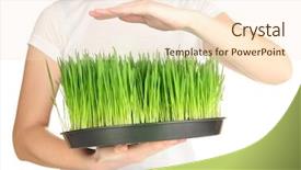  Presentation with growing micro greens isolated - Slide deck enhanced with soil keep - hands protects growing grass isolated background and a  colored foreground