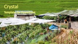  Presentation with rice fields - PPT theme featuring soil management - terraced green rice fields background and a tawny brown colored foreground