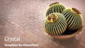  Presentation with plant structure - Presentation design featuring soil structure - several cactus cacti potted plant background and a coral colored foreground