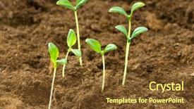  Presentation with green life - Cool new presentation theme with soil tree - green seedling illustrating concept backdrop and a tawny brown colored foreground