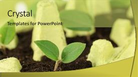  Presentation with plants growing - Slide set enhanced with soil waste - cardboard eggs box used background and a yellow colored foreground