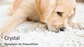  Presentation with waste - Slide set with soil waste - cute puppy on dirty rug background and a white colored foreground