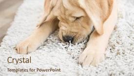  Presentation with waste - Amazing presentation having soil waste - cute puppy on dirty rug backdrop and a lemonade colored foreground