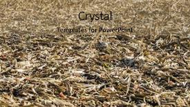  Presentation with corn field - PPT layouts having soil waste - harvested fall corn field stalks background and a coral colored foreground