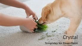  Presentation with waste - Presentation design having soil waste - woman punishing little puppy background and a mint green colored foreground