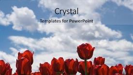  Presentation with blue tulip - Cool new presentation theme with soil water wind - red tulip under blue sky backdrop and a light blue colored foreground