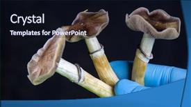  Presentation with magic mushrooms - PPT layouts consisting of soil with a black background background and a wine colored foreground