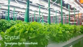  Presentation with vegetable farm - Slides with soilless-culture-of-vegetables-under background and a forest green colored foreground