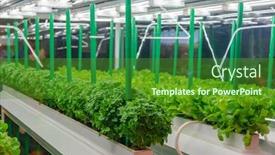  Presentation with vegetable farm - Theme having soilless-culture-of-vegetables-under background and a tawny brown colored foreground