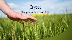  Presentation with crops - Presentation consisting of soja - close-up of man hand touching background and a sky blue colored foreground