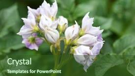  Presentation with sweet potato plant - Colorful PPT theme enhanced with solanaceae - flower of potato plant backdrop and a  colored foreground