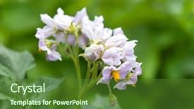  Presentation with sweet potato plant - Beautiful slide deck featuring solanaceae - flower of potato plant backdrop and a  colored foreground