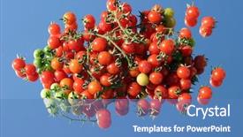  Presentation with cherry - Slides having solanaceae - fresh picked cherry tomatos background and a  colored foreground