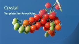  Presentation with blue sky - Colorful slide deck enhanced with solanaceae - fresh picked cherry tomatos backdrop and a  colored foreground