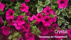  Presentation with europe - Beautiful presentation theme featuring solanaceae - petunia flowers background texture europe backdrop and a violet colored foreground