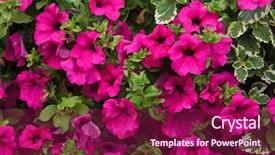  Presentation with europe trade policy - Cool new slides with solanaceae - petunia flowers background texture europe backdrop and a violet colored foreground