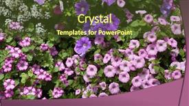  Presentation with france - Presentation theme having solanaceae - petunia flowers background texture france background and a tawny brown colored foreground