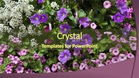  Presentation with texture - Slide set having solanaceae - petunia flowers background texture france background and a tawny brown colored foreground