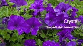  Presentation with dia de los muertos flowers - PPT theme enhanced with solanaceae - petunia flowers background texture spain background and a violet colored foreground