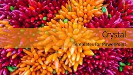  Presentation with red chilly - PPT theme consisting of solanaceae - red hot chilly pepers closeup background and a  colored foreground